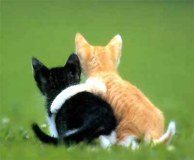 Cat_Buddies_2.jpg
